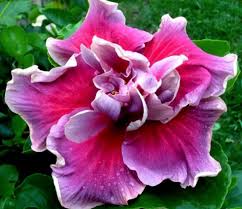 Image result for Hibiscus seineri