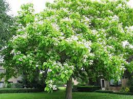 Dai suoi fiori le api. Albero Dei Sigari Catalpa Bignonioides Catalpa Bignonioides Alberi Albero Dei Sigari Catalpa Bignonioides Alberi