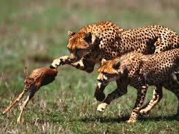 Animal Planet Amazing Wild The Jaguar Full Documentary Nat Geo Wild Resimler