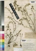 Image result for Aeollanthus rehmannii