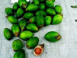 Seorang pengawal keselamatan sekolah maut akibat dihempap sebatang pokok pinang yang patah dalam kejadian ribut di kampung relang, batu kurau, semalam. Areca Catechu Springerlink