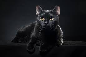 Get straight to the heart of the matter. 210 Popular Names For Black Cats We Re All About Cats