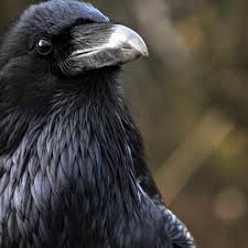 The common raven is a big black bird, a member of the crow family. Ravens Can Remember The Faces Of Humans Who Wronged Them Quartz