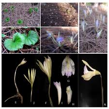 Image result for Nervilia