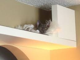 Ikea Lack Cat Shelves Cat Furniture Elizabeth Manouilidis Cat Catfurniture Elizabeth Ikea Lack Manou Cat Shelves Cat Furniture Cat Playground Outdoor