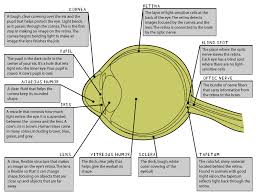 Vision occurs when light enters the eye through the pupil. Cow S Eye Dissection Eye Diagram