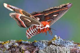 Maybe you would like to learn more about one of these? Animal Symbolism Moth Meaning On Whats Your Sign Com