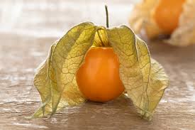 Image result for Physalis peruviana