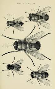 Australian Insects Biodiversity Heritage Library Fauna Illustration Australian Insects Insects