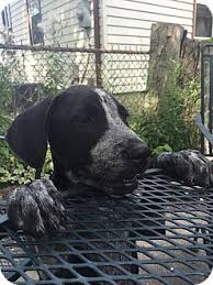 9222 west f avenue kalamazoo, mi 49009 united states. Berkley Mi Bluetick Coonhound German Shorthaired Pointer Mix Meet Hope A Puppy For Adoption Bluetick Coonhound Coonhound German Shorthaired Pointer Mix