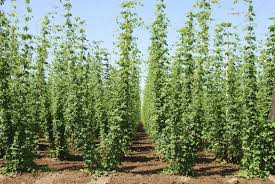 Huge sale on hops plant now on. Hops Plant Spacing What Are The Spacing Requirements For Hops