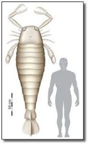 During the 27 million years giant sea scorpions lived, they took their place at the top of the food chain, thriving without any natural predators. 7 Thankfully Extinct Giant Versions Of Modern Animals Cracked Com