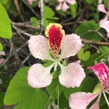 Image result for Bauhinia monandra