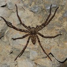 Image result for Sinopteridaceae