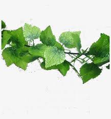 Great savings & free delivery / collection on many items. Su Shi Rattan Wall Hanging Fake Flower Vine Decorative Grape Leaves Free Transparent Png Download Pngkey