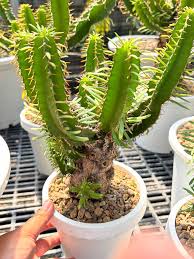 Image result for Euphorbia mlanjeana