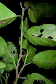 Image result for Strombosia