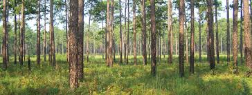 The distillery is located near lawrenceburg, kentucky. Prescribed Fire Position Statement