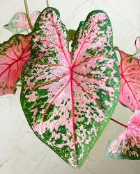 Vanessa On Instagram Pretty In Caladium In 2020 Caladium Instagram Pretty