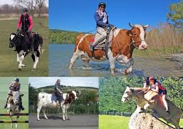 Camels have a large hump, strange knees, skinny b. Can You Actually Ride Bulls Seriously For Real Like Horses And Steers Can Be Or Are They Very Aggressive And Can Only Used In The Rodeo Sport Called Bullriding Quora