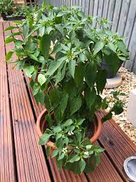 How to plant chillies in a garden. First Time Growing Anything From Seed Here Are My Chilli Plants Gardening