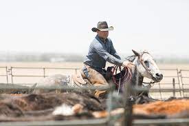Traditional Cattle Branding Nebraska Horse Ranch Grey Quarter Horse Aqha Western Art Equine Photographer Cowboy Photography Cattle Photography