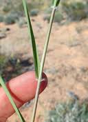 Image result for Axonopus flexuosus