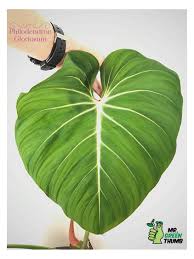 Philodendron Gloriosum In 2020 Philodendron Plants Rare Plants
