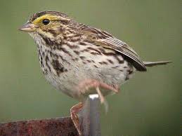 Backyard Birds Of Pa Identification Savannah Sparrow Backyard Birds Bird Identification Nature Birds