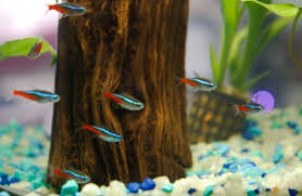 What Fish Can Live With Betta Fish Aquarium Adviser