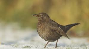 Blackbird has been acquired by surf air! Blackbird The Wildlife Trusts