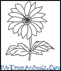 Today i complied easy flower drawings step by step for you. How To Draw Flowers Drawing Tutorials Drawing How To Draw Flowers Blossoms Petals Drawing Lessons Step By Step Techniques For Cartoons Illustrations