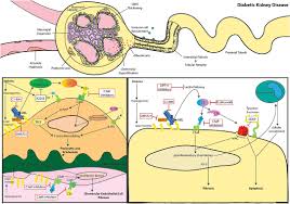 Renal diseases that are unrelated to diabetes (7,8)(figure 1). Frontiers Complement A Therapeutic Target In Diabetic Kidney Disease Medicine