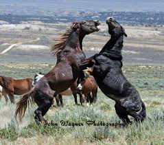 Sandwash Basin Mustang Horse Breeds Beautiful Horses Pretty Horses