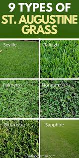 Fertilize once a month from spring through fall with a complete lawn fertilizer. 9 Types Of St Augustine Grass Growing And Care Guide With Pictures