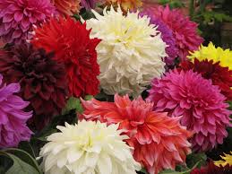 Image result for Dahlia x pinnata `Redskin`