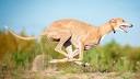 Dogs | The Sighthound Underground
