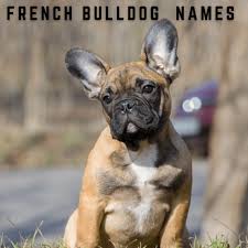 Welcome to english bulldog news! 550 French Bulldog Names With Definitions Pethelpful By Fellow Animal Lovers And Experts