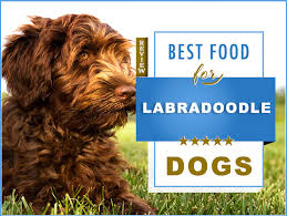 7 best foods to feed an adult and puppy labradoodle with