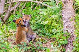 Guadeloupe islands are in the caribbean. The Funniest Animals From The 2017 Comedy Wildlife Photography Awards Photos Abc News