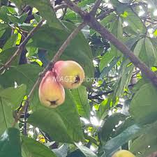 Image result for Syzygium niassense