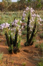 Image result for Maerua cerasicarpa