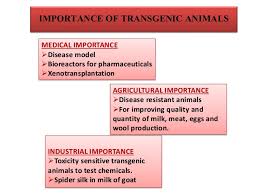 Genetically modified organisms (gmos) are produced by inserting genetic material (sometimes from another species) into a plant such that the new genetic material will provide the plant the ability to exhibit some desirable trait (i.e., genetic engineering). Production Of Transgenic Organism