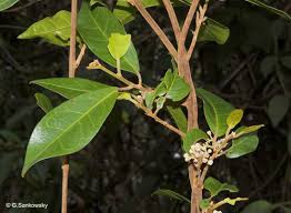 Image result for Dichapetalum