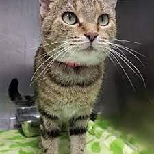 Available Pets At Community Humane Shelter Of Steuben County In Angola Indiana Pets Animals Cheap Pets