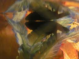How To Care For An Old Betta Fish The Symptoms Of Old Age In Bettas Betta Fish Betta Family Pet