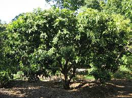 Image result for Syzygium niassense