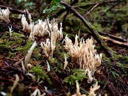 Accordingly, lion's mane is a great mushroom for beginning mushroom hunters. White Coral Mushroom Clavulina Cristata Oregon Coast Mycology