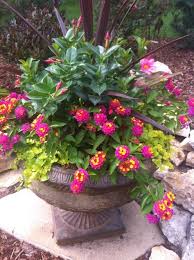 Beautiful Container Plants Patio Flowers Container Plants Plants