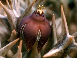 Image result for Orbea umbracula